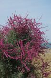 Tamarix ramosissima. Ветви с соцветиями. Казахстан, на берегу вдх. Капчагай. 17.08.2008.