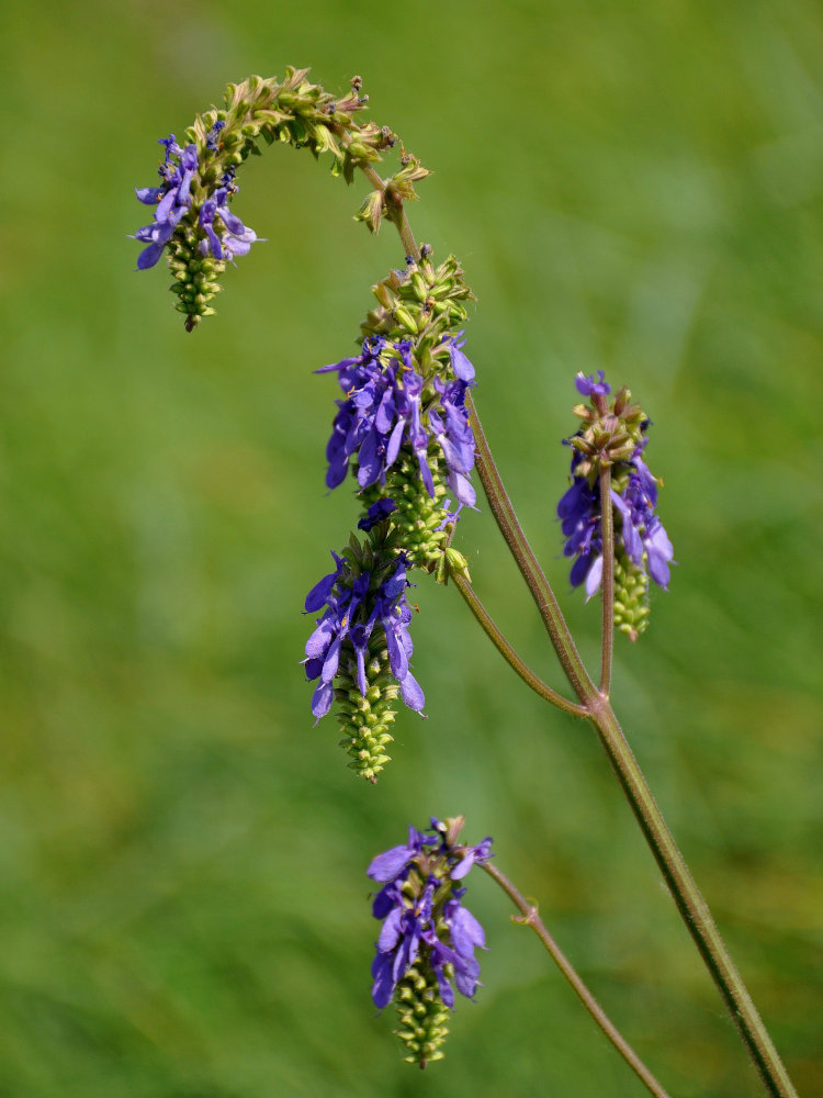 Image of Salvia nutans specimen.