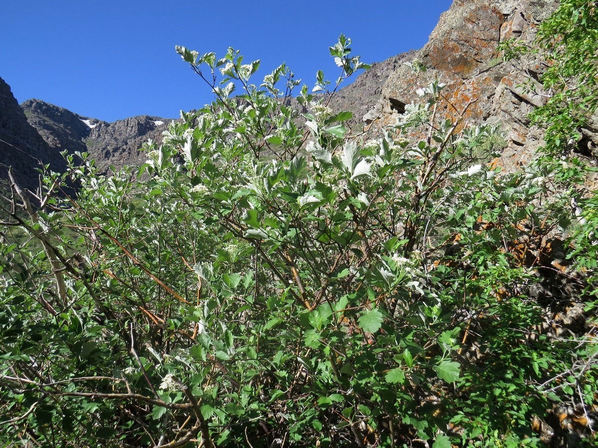 Image of Sorbus persica specimen.