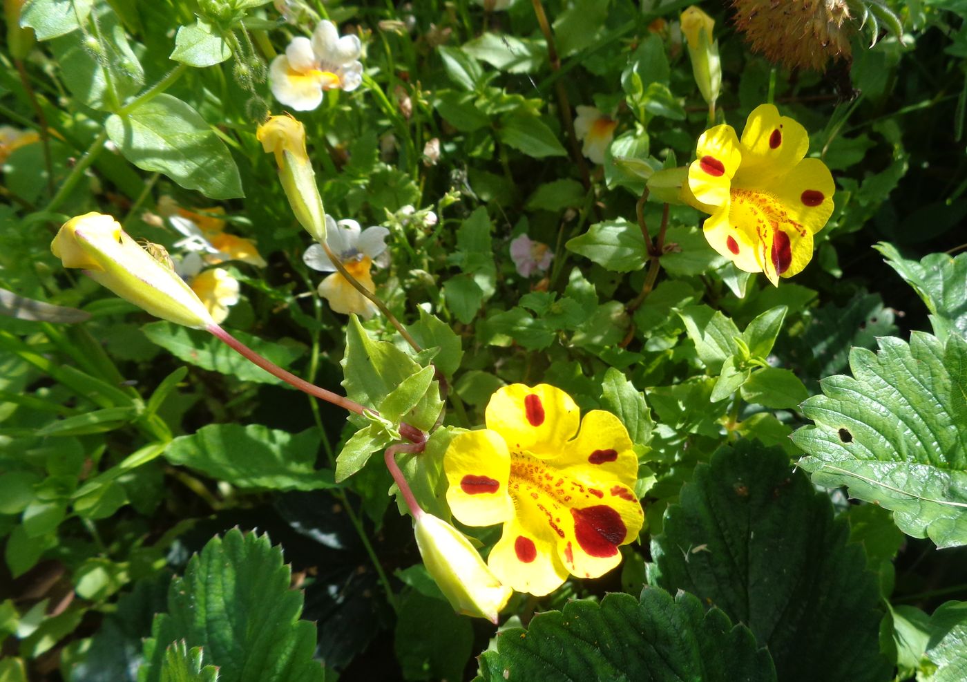 Image of genus Mimulus specimen.