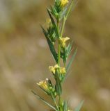 Linum strictum ssp. spicatum