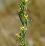 Image of taxon representative. Author is Роланд Цандекидис