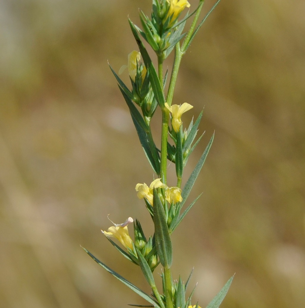 Image of Linum strictum ssp. spicatum specimen.