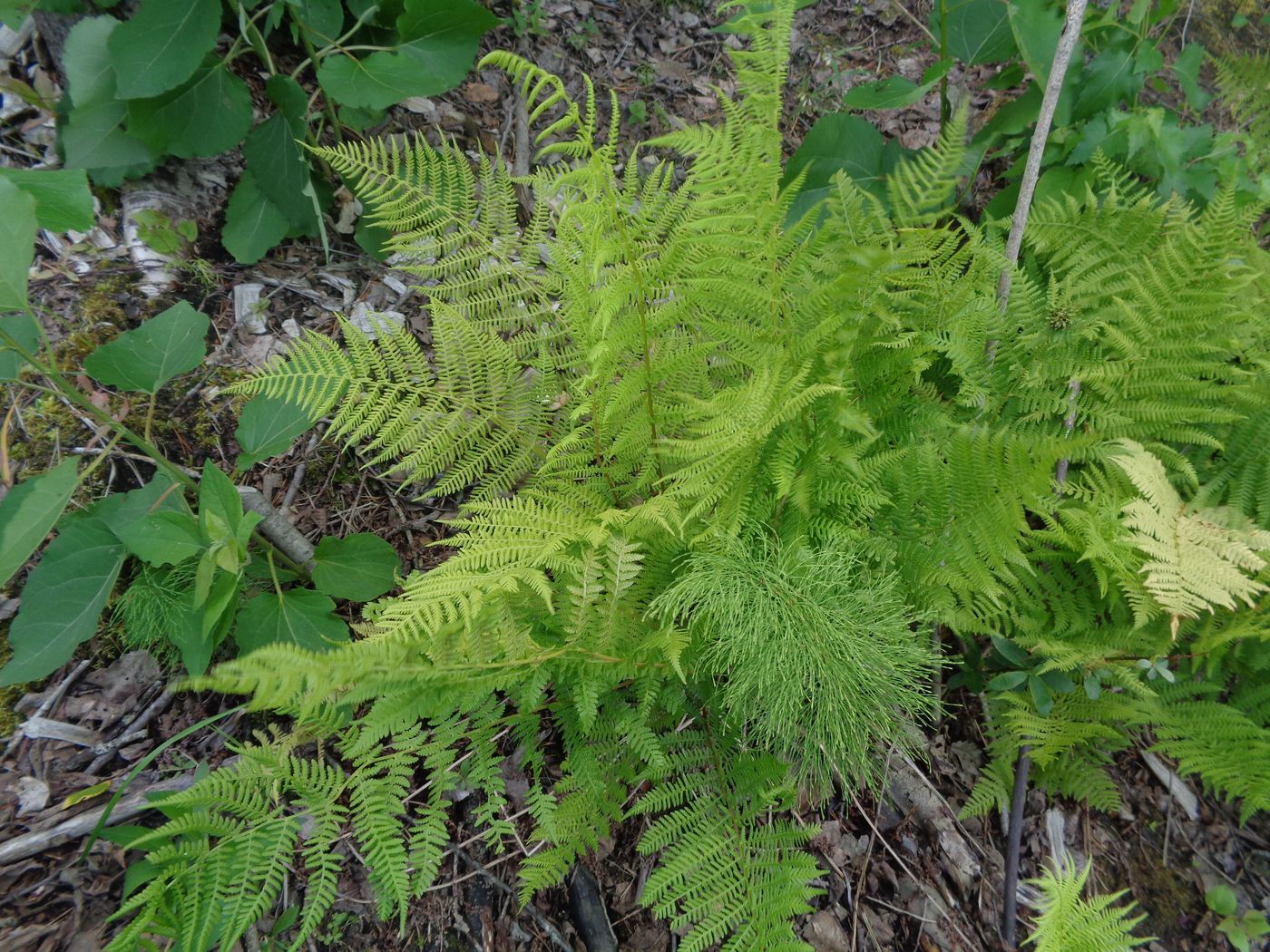 Изображение особи Athyrium filix-femina.