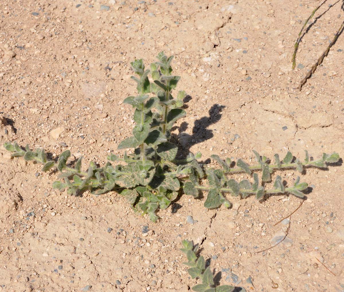 Image of Kickxia elatine ssp. crinita specimen.