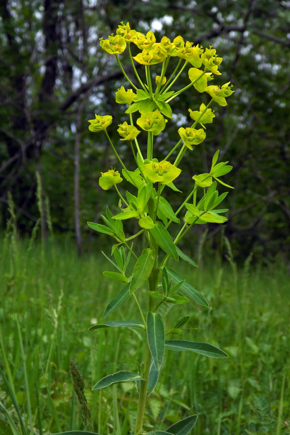 Изображение особи Euphorbia iberica.