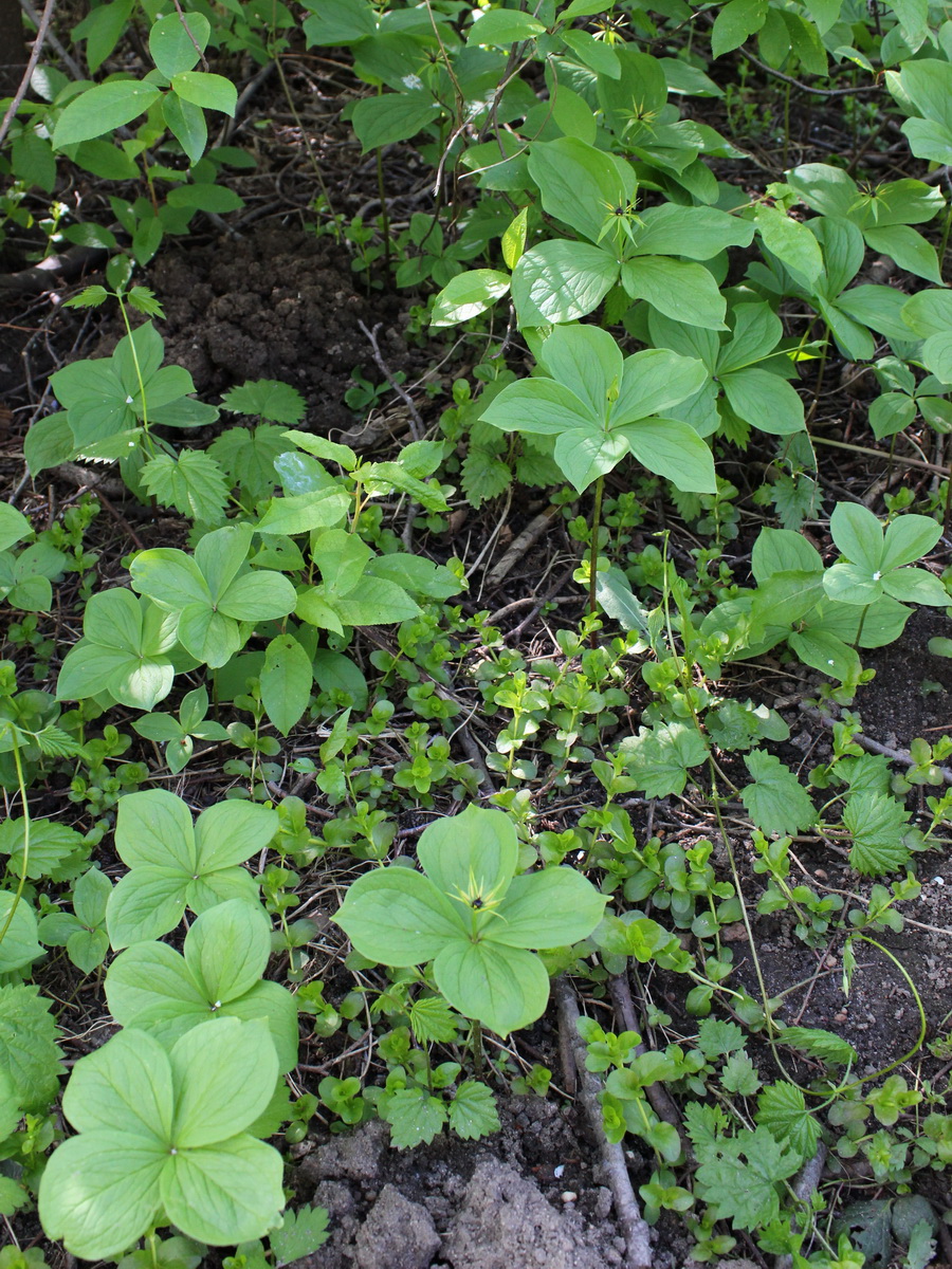 Image of Paris quadrifolia specimen.