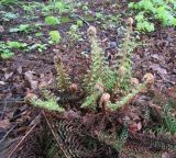 Polystichum setiferum