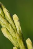Astragalus asper. Часть соцветия с ползущим по бутону трипсом. Окраина г. Донецк, склон балки, степь. 28.05.2020.