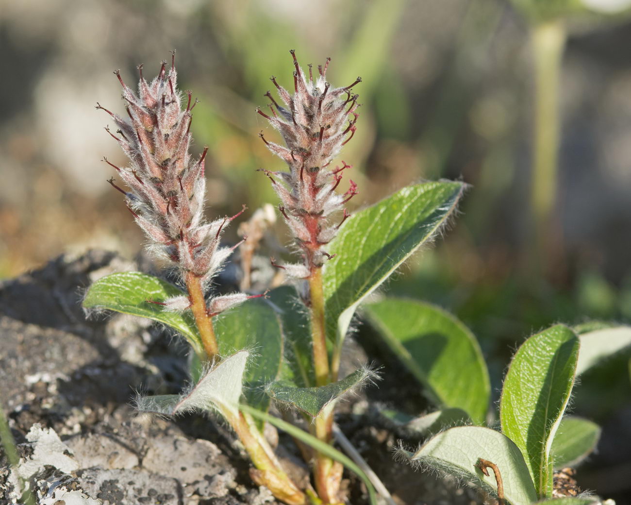 Image of Salix arctica specimen.