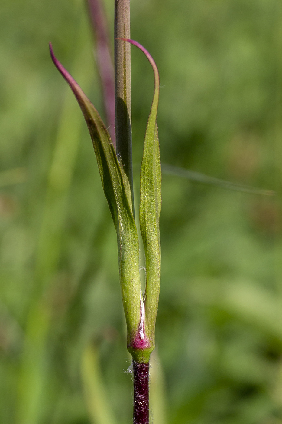 Image of Viscaria vulgaris specimen.