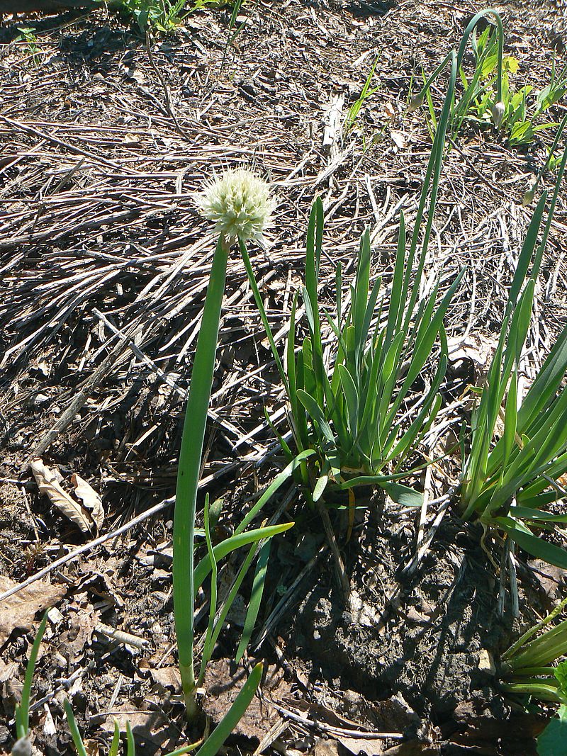 Изображение особи Allium fistulosum.