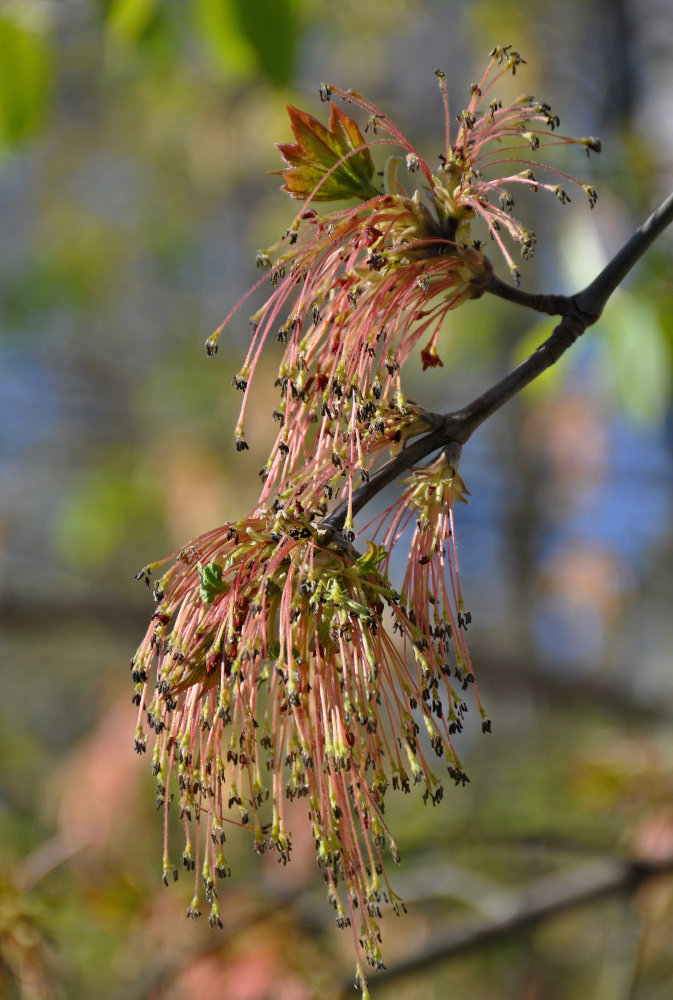 Image of Acer negundo specimen.