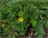 Potentilla anserina. Цветущее растение. Чувашия, окр. г. Шумерля, пойма р. Сура, оз. Щучья Лужа. 1 сентября 2010 г.