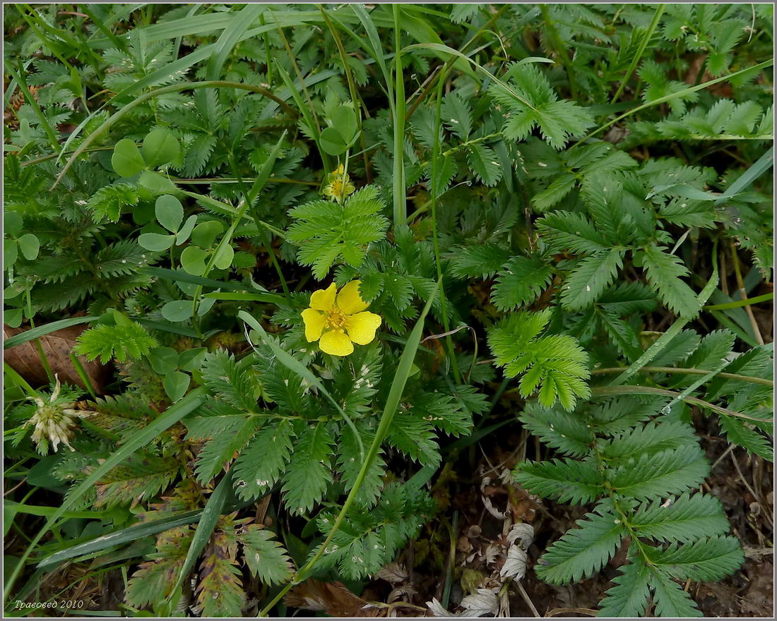 Изображение особи Potentilla anserina.