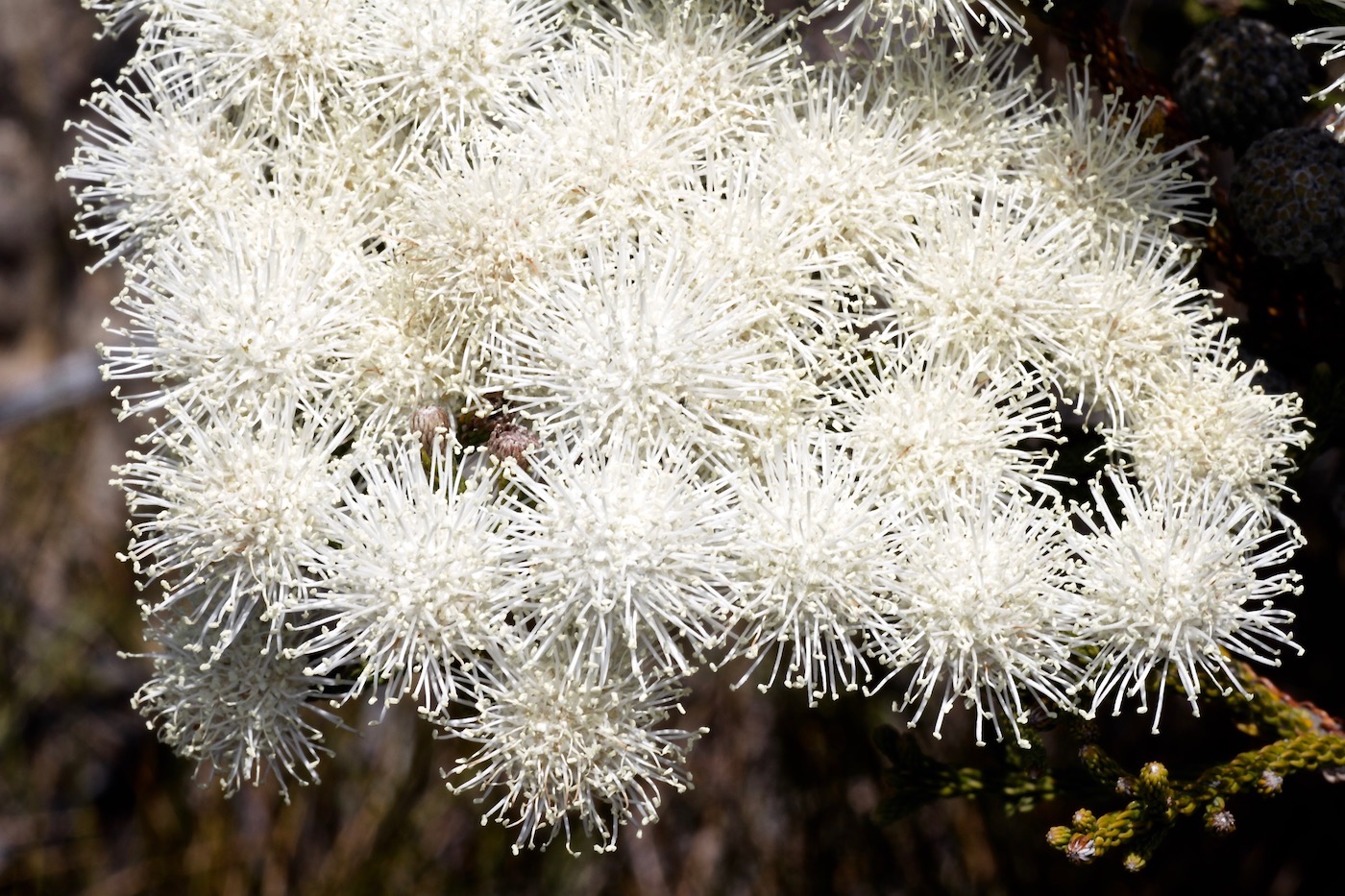 Image of Brunia noduliflora specimen.