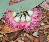 Eucalyptus sideroxylon