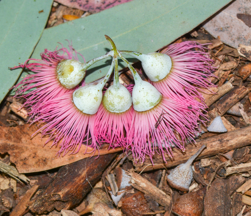 Изображение особи Eucalyptus sideroxylon.