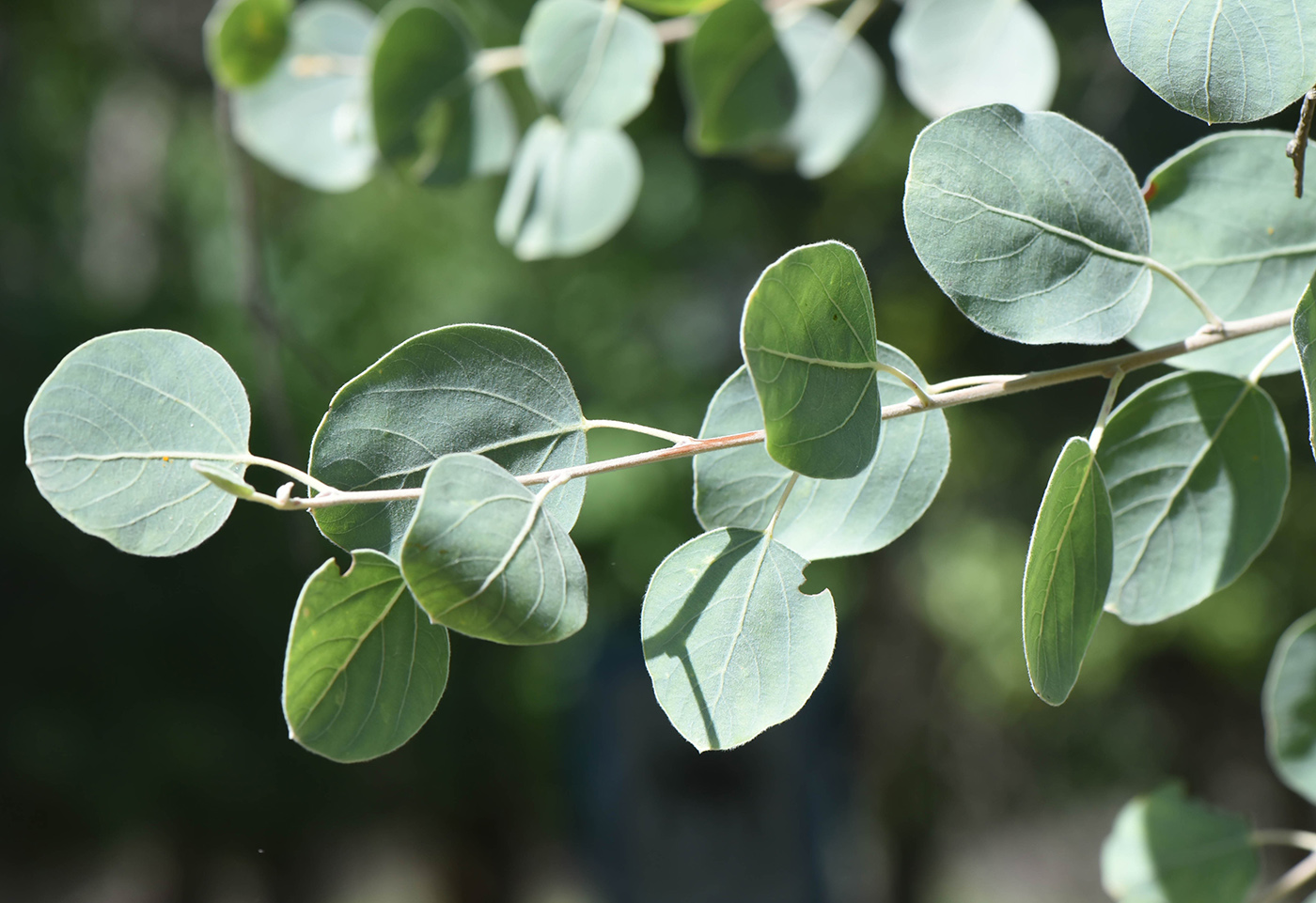 Изображение особи Populus pruinosa.