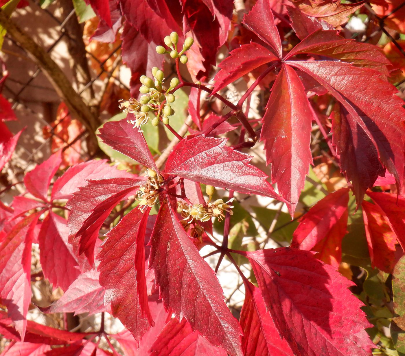 Image of Parthenocissus inserta specimen.