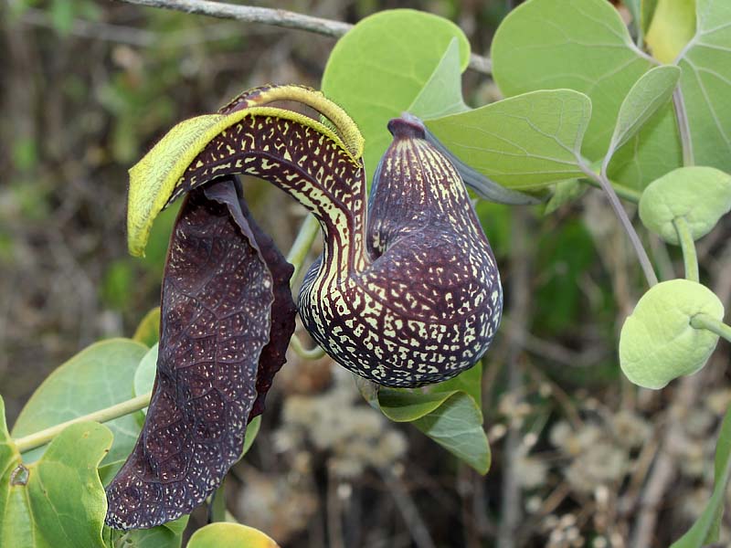 Image of Aristolochia labiata specimen.