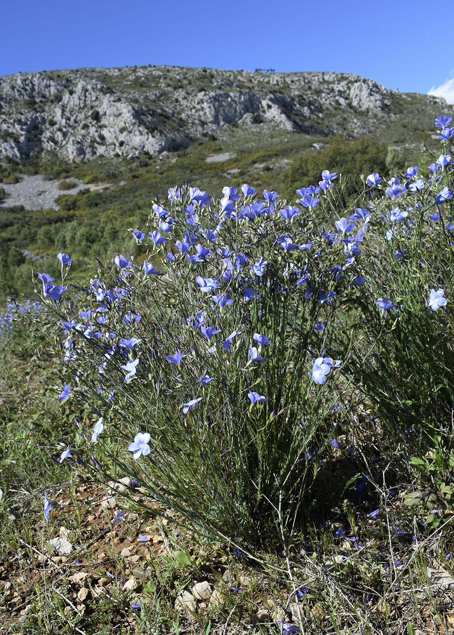 Image of Linum narbonense specimen.