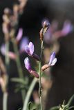 Astragalus macrocladus