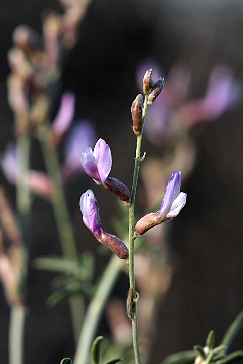 Image of Astragalus macrocladus specimen.