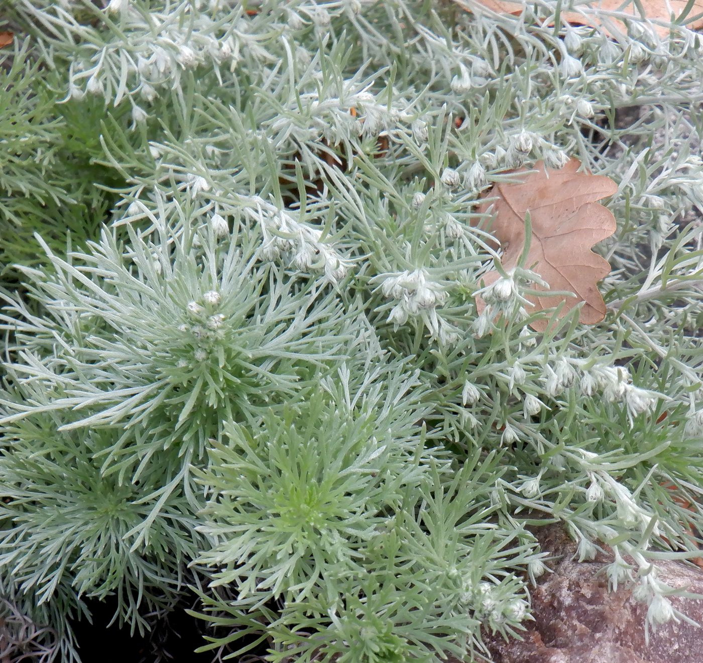 Изображение особи Artemisia schmidtiana.