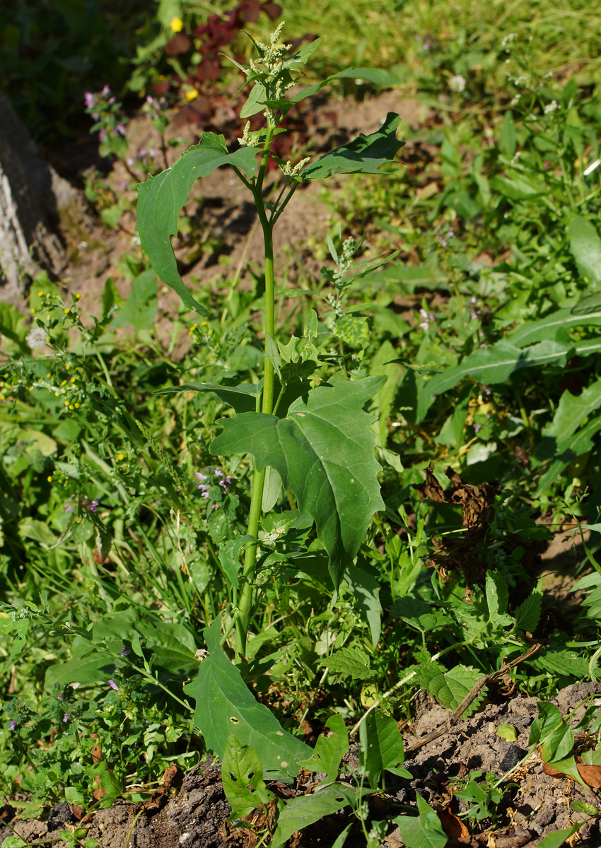 Image of Atriplex sagittata specimen.