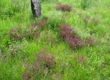 Pedicularis labradorica