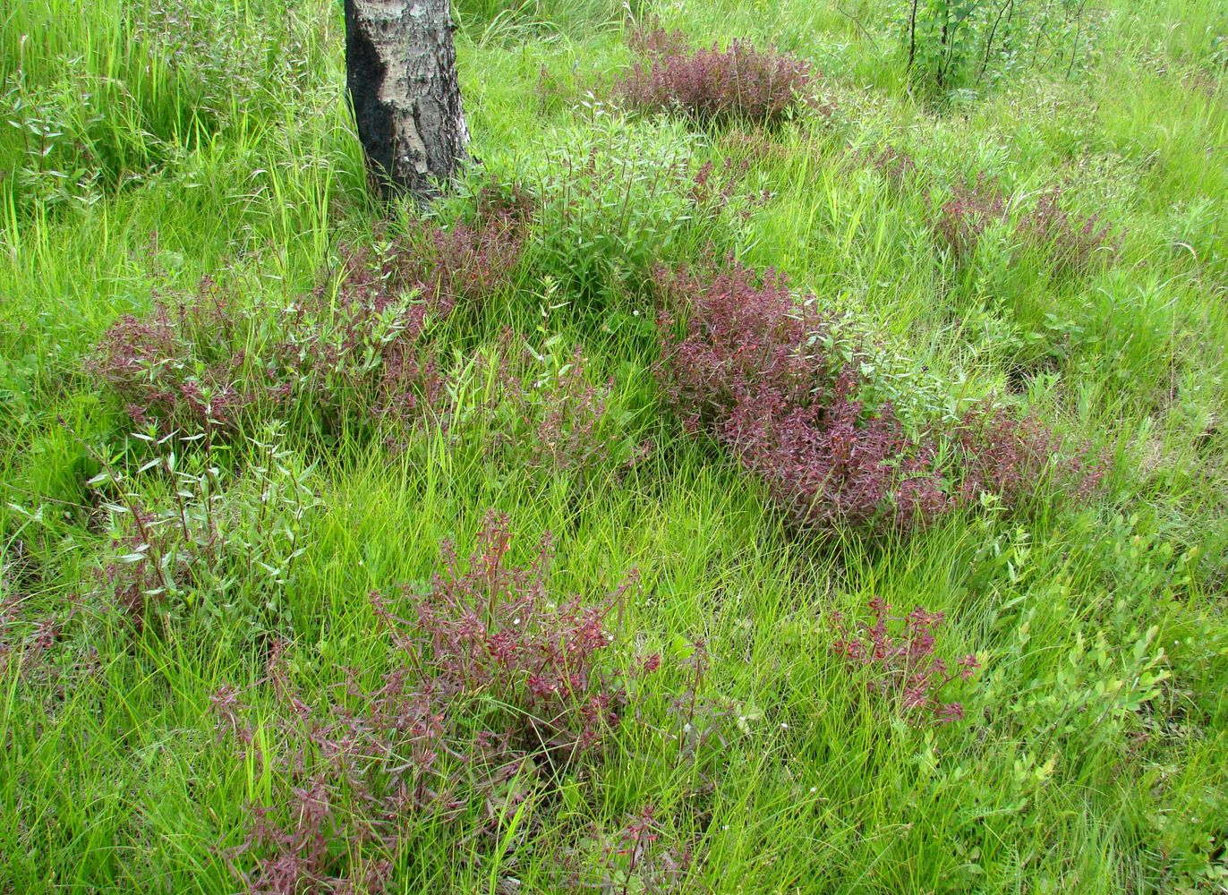 Изображение особи Pedicularis labradorica.