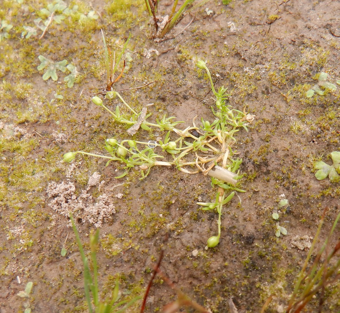 Image of Sagina procumbens specimen.