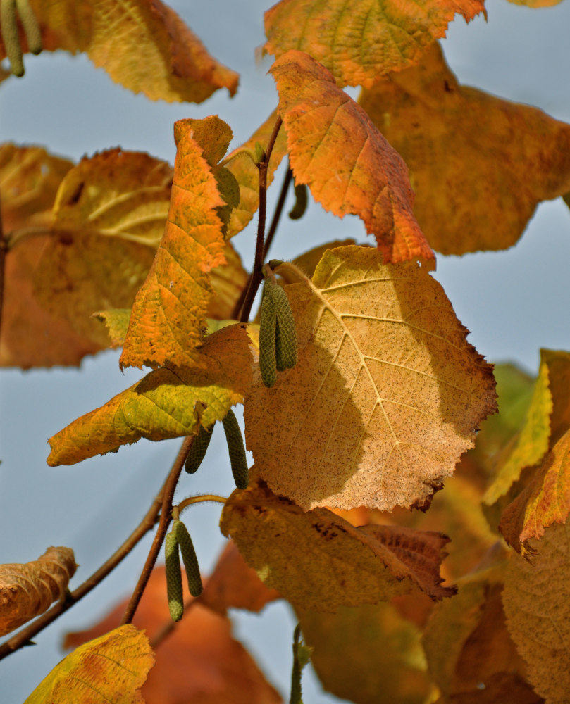 Image of Corylus avellana specimen.