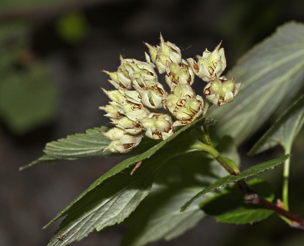 Изображение особи Physocarpus amurensis.