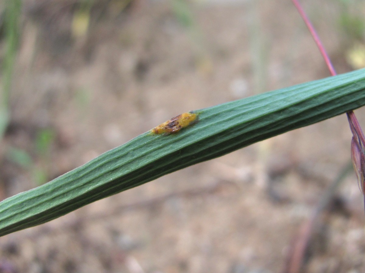 Image of Bupleurum exaltatum specimen.