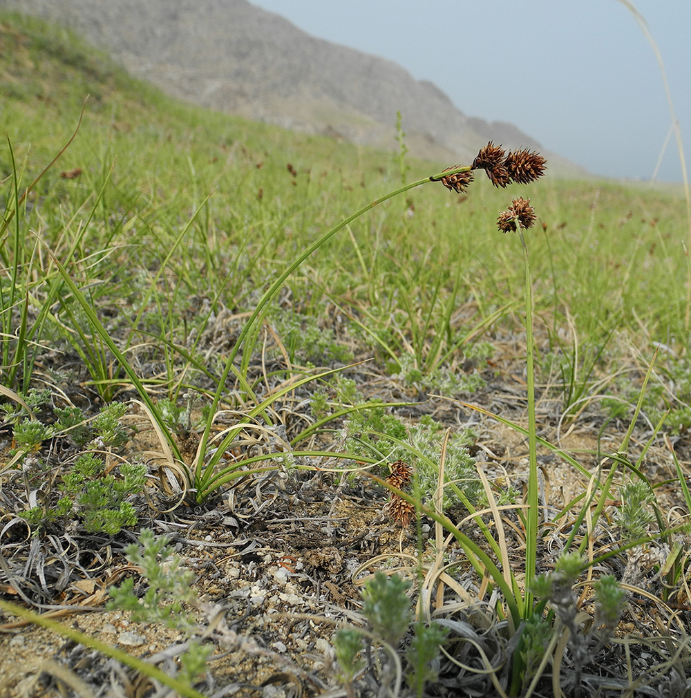 Изображение особи Carex sabulosa.