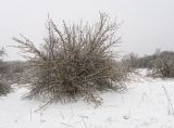 Cornus mas