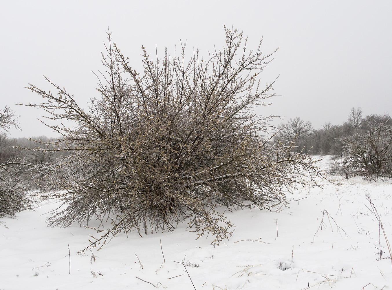 Изображение особи Cornus mas.