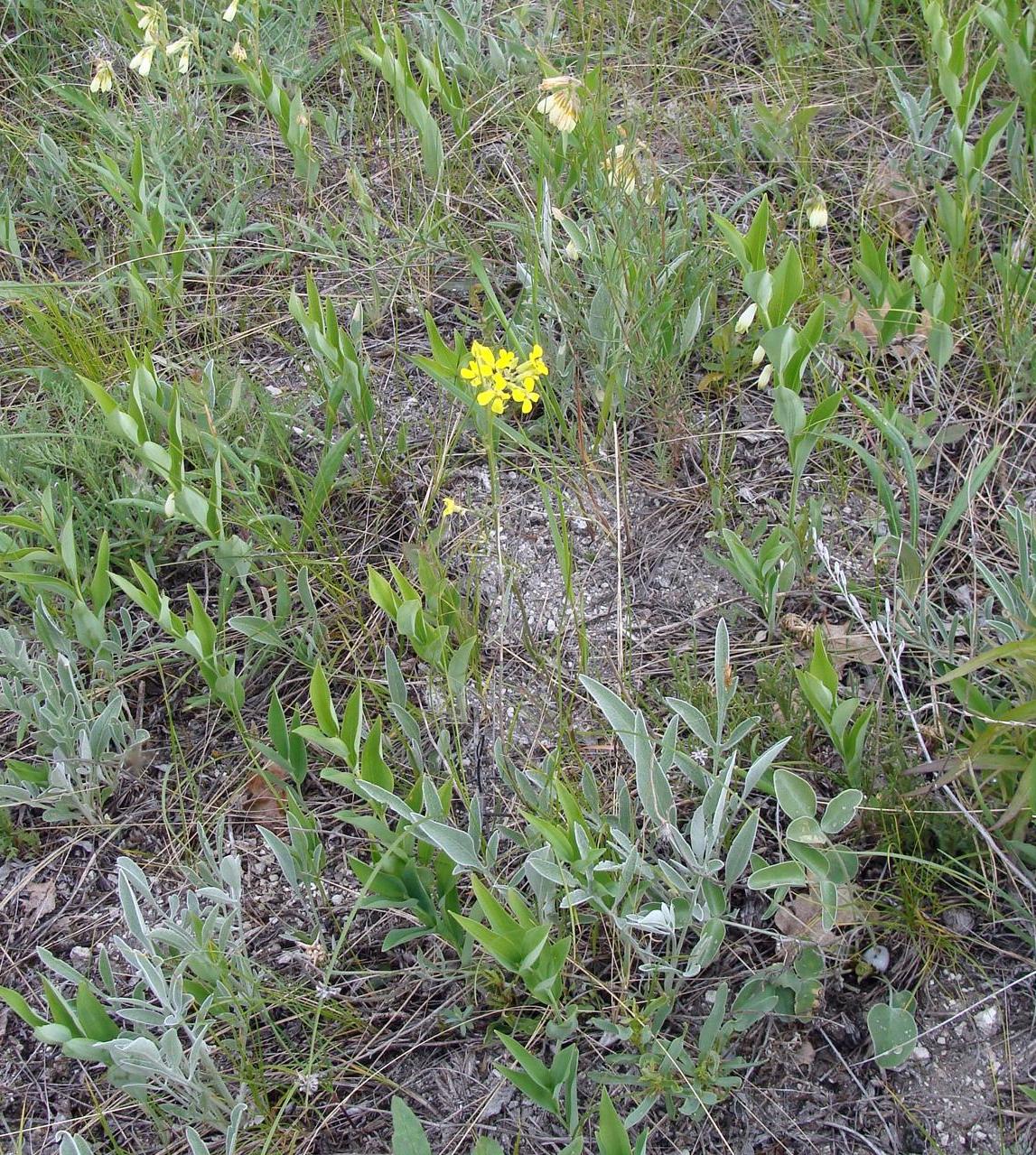 Image of Erysimum canescens specimen.