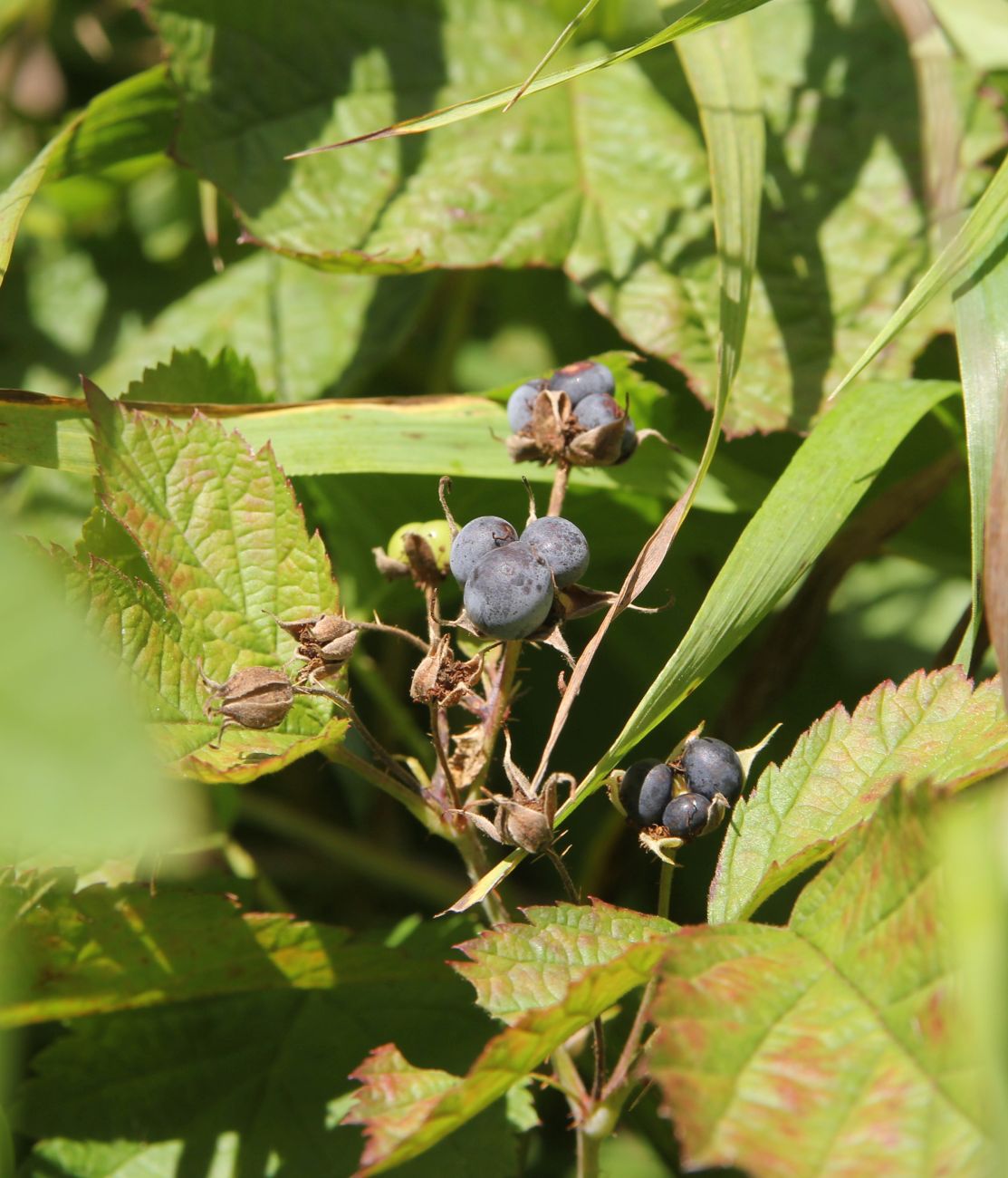 Изображение особи Rubus caesius.