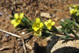 Linum strictum subspecies spicatum. Верхушка цветущего побега. Греция, о. Родос, фригана севернее мыса Прасониси. 9 мая 2011 г.