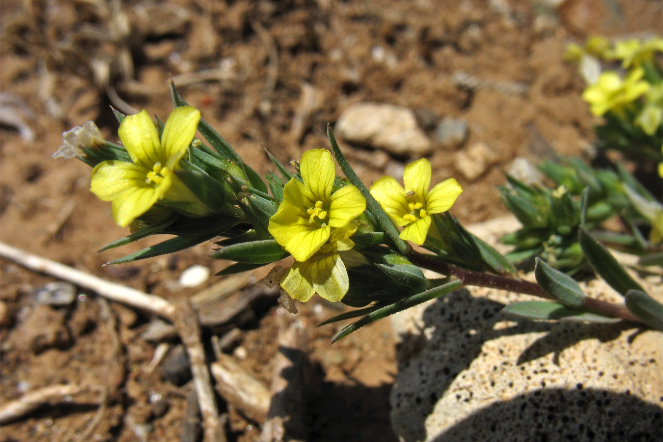 Image of Linum strictum ssp. spicatum specimen.