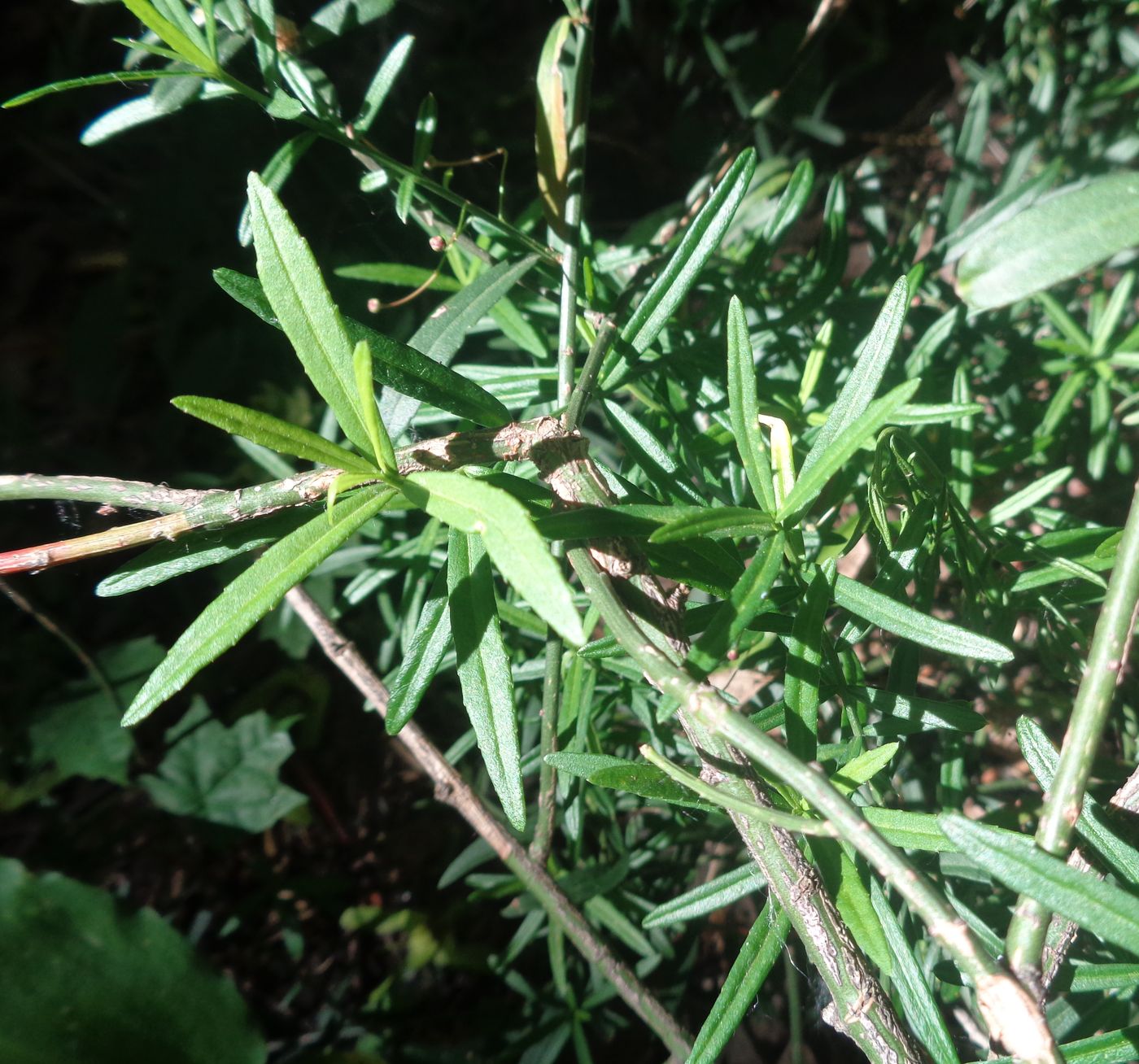 Image of Euonymus nanus specimen.