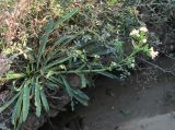 Anchusa ochroleuca