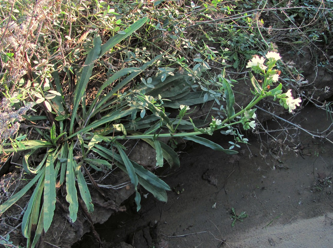 Изображение особи Anchusa ochroleuca.