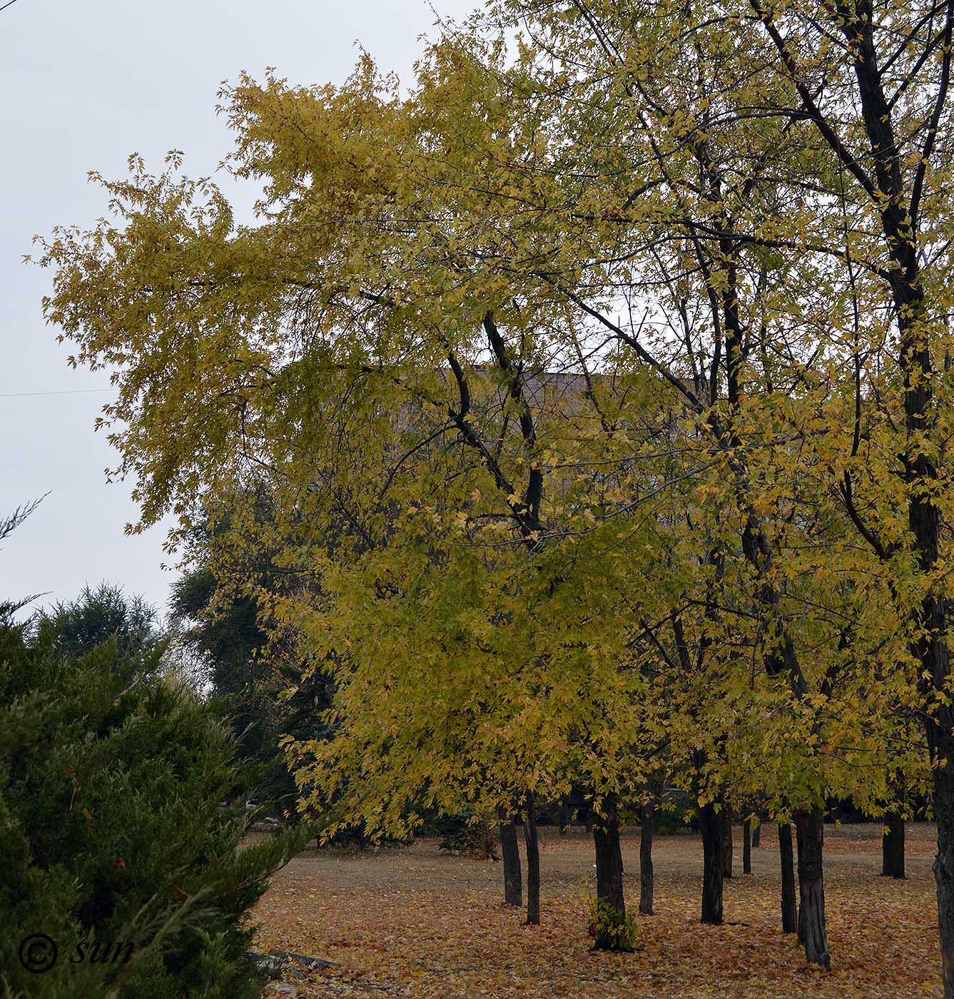 Image of Acer saccharinum specimen.