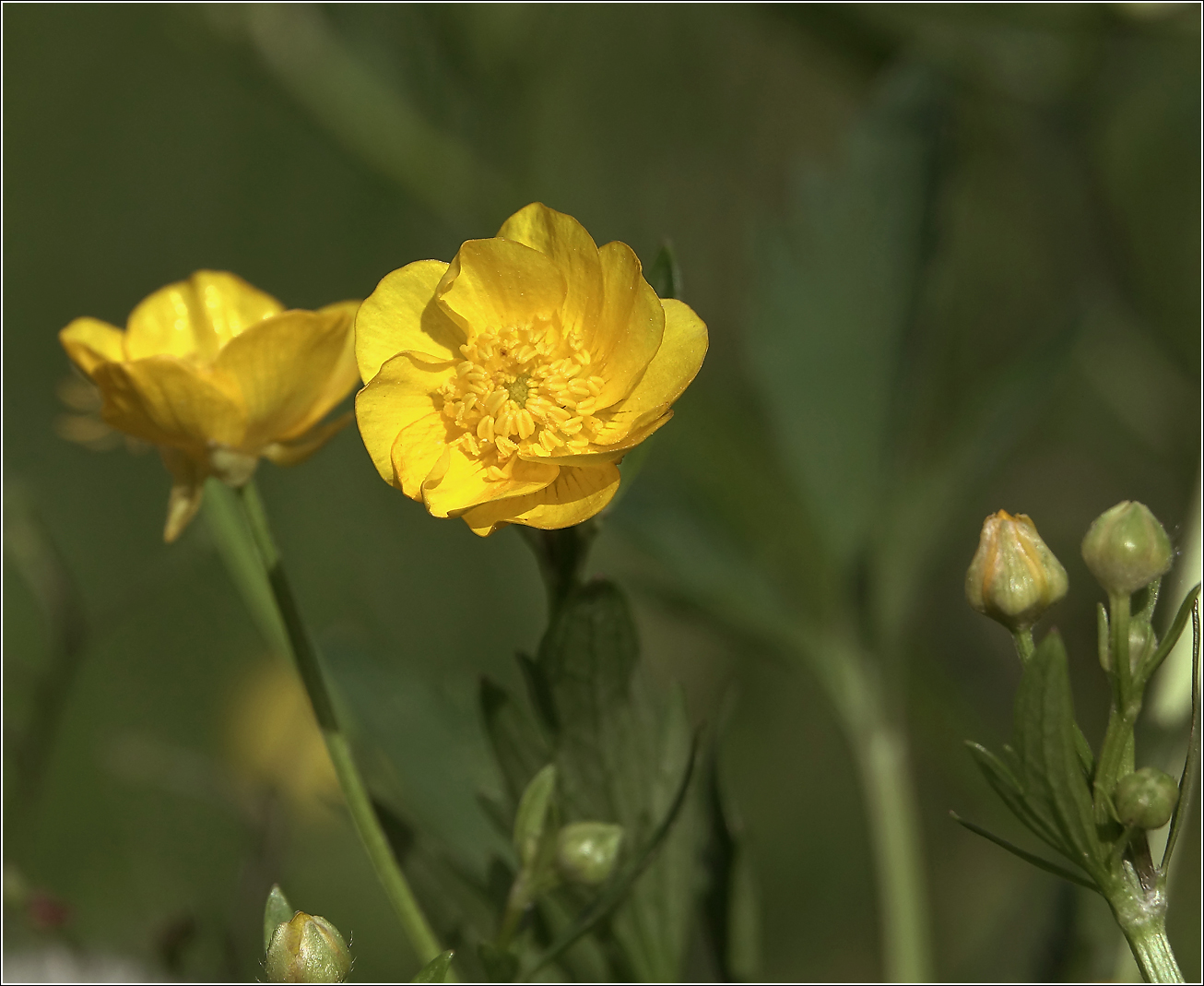 Image of Ranunculus repens specimen.
