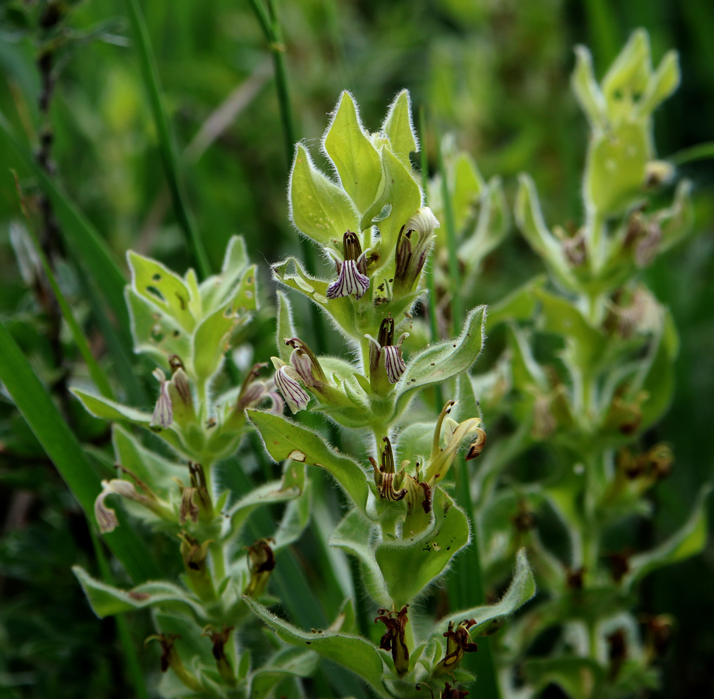 Image of Ajuga laxmannii specimen.