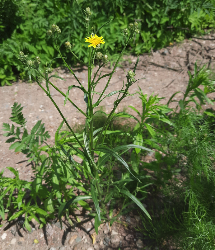 Изображение особи Crepis tectorum.